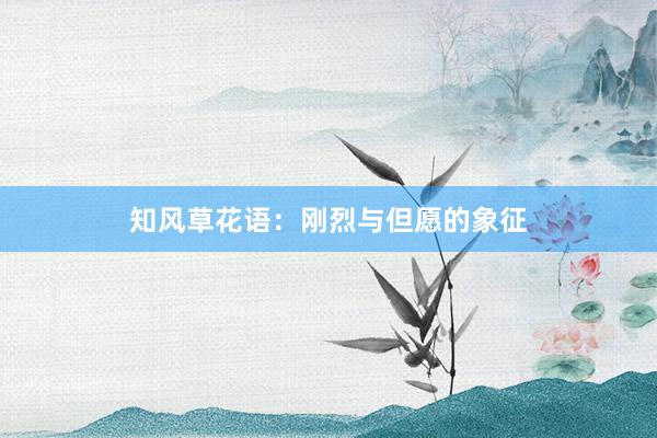 知风草花语：刚烈与但愿的象征